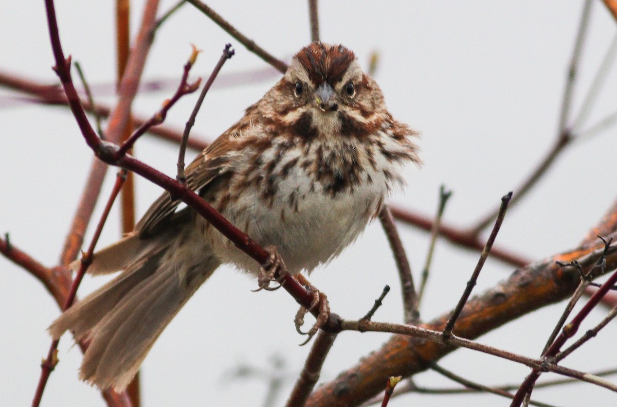 Song Sparrow - ML227471181