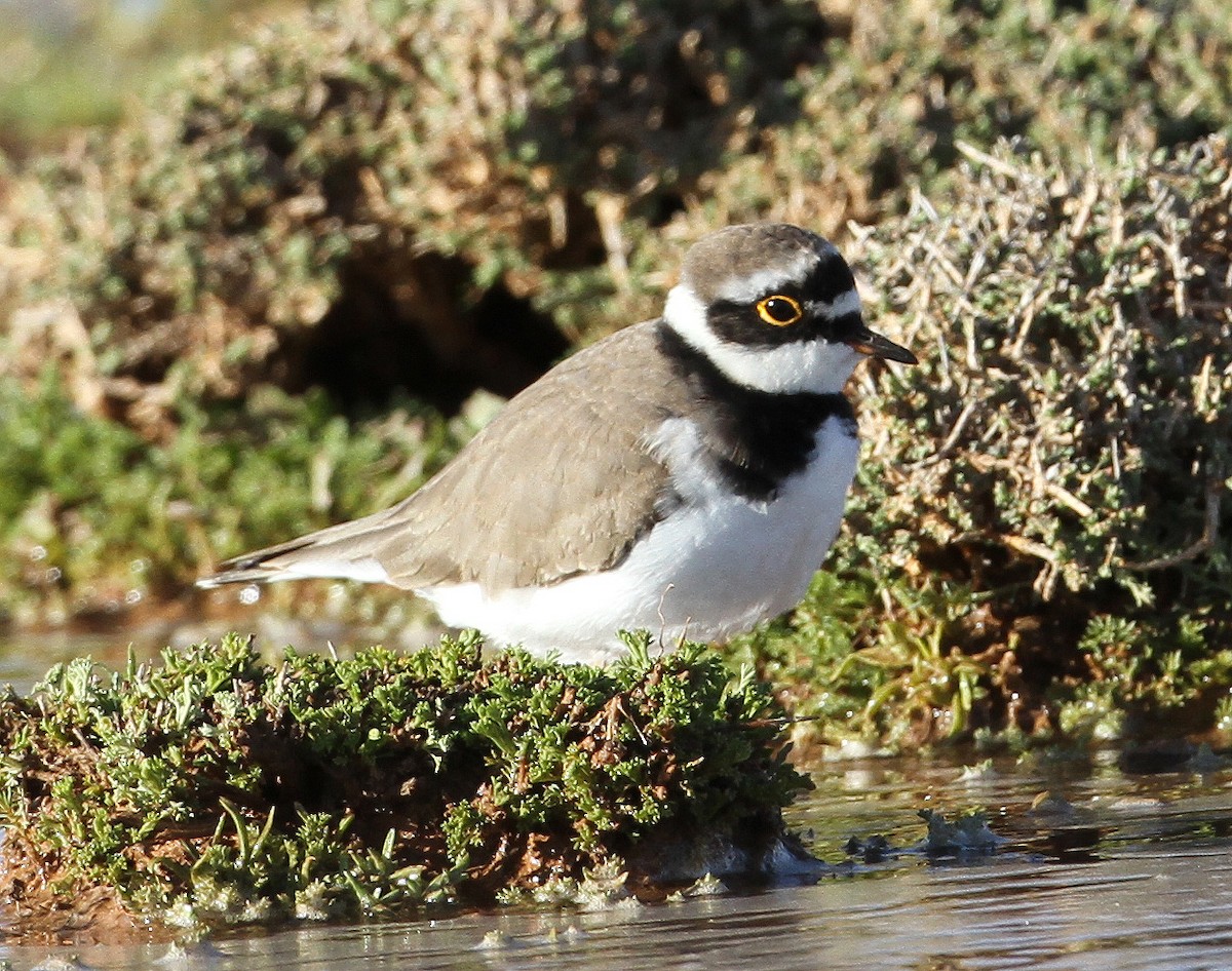 Little Ringed Plover - ML227471551