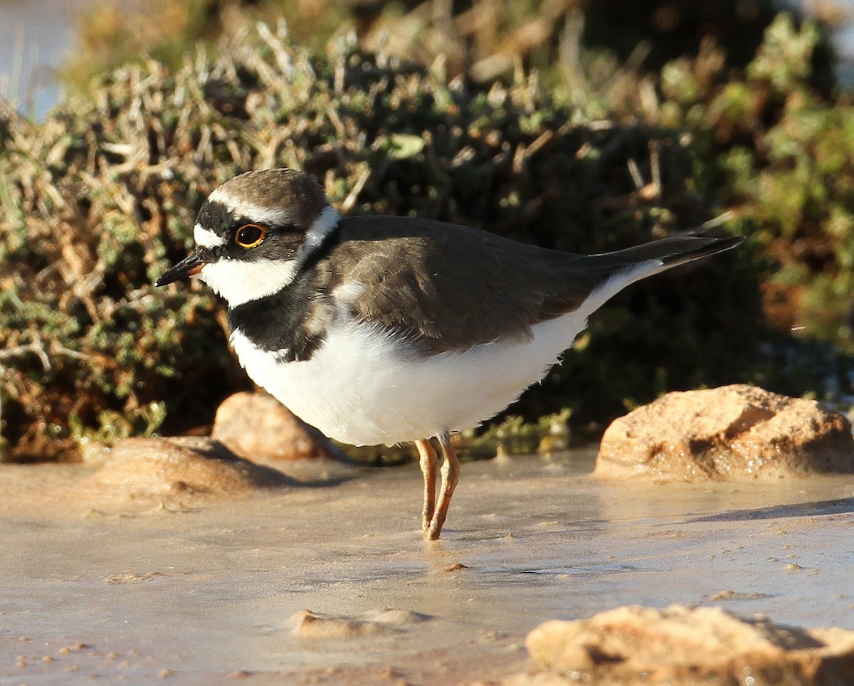 Little Ringed Plover - ML227471831