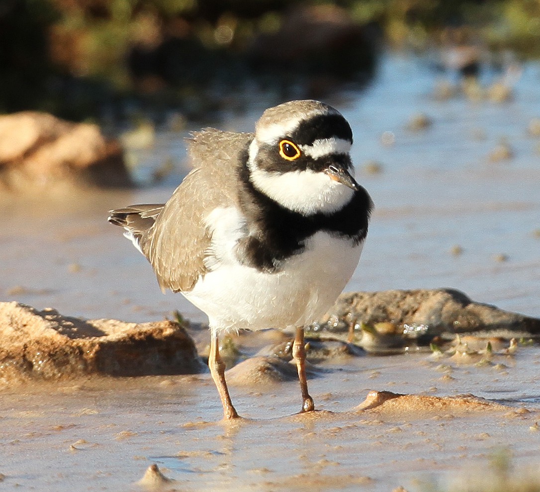 Little Ringed Plover - ML227472191