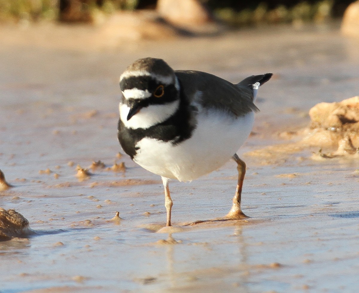 Little Ringed Plover - ML227472541