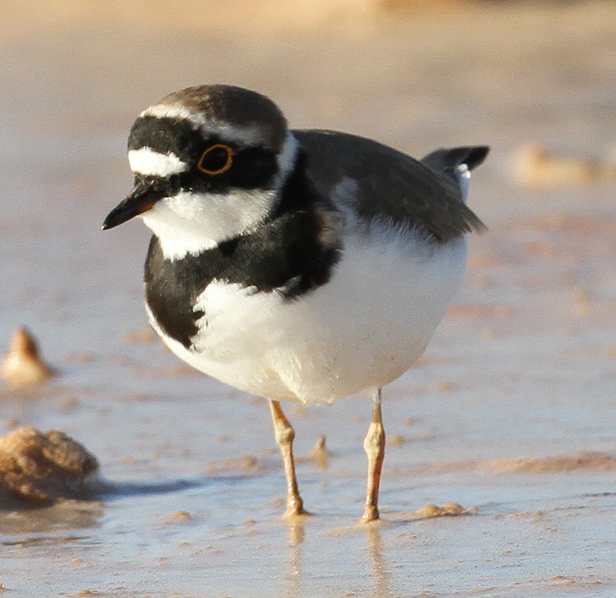 Little Ringed Plover - ML227472711