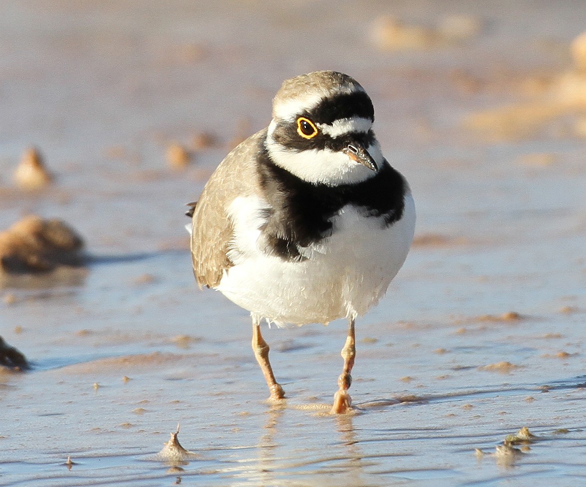 Little Ringed Plover - ML227473111