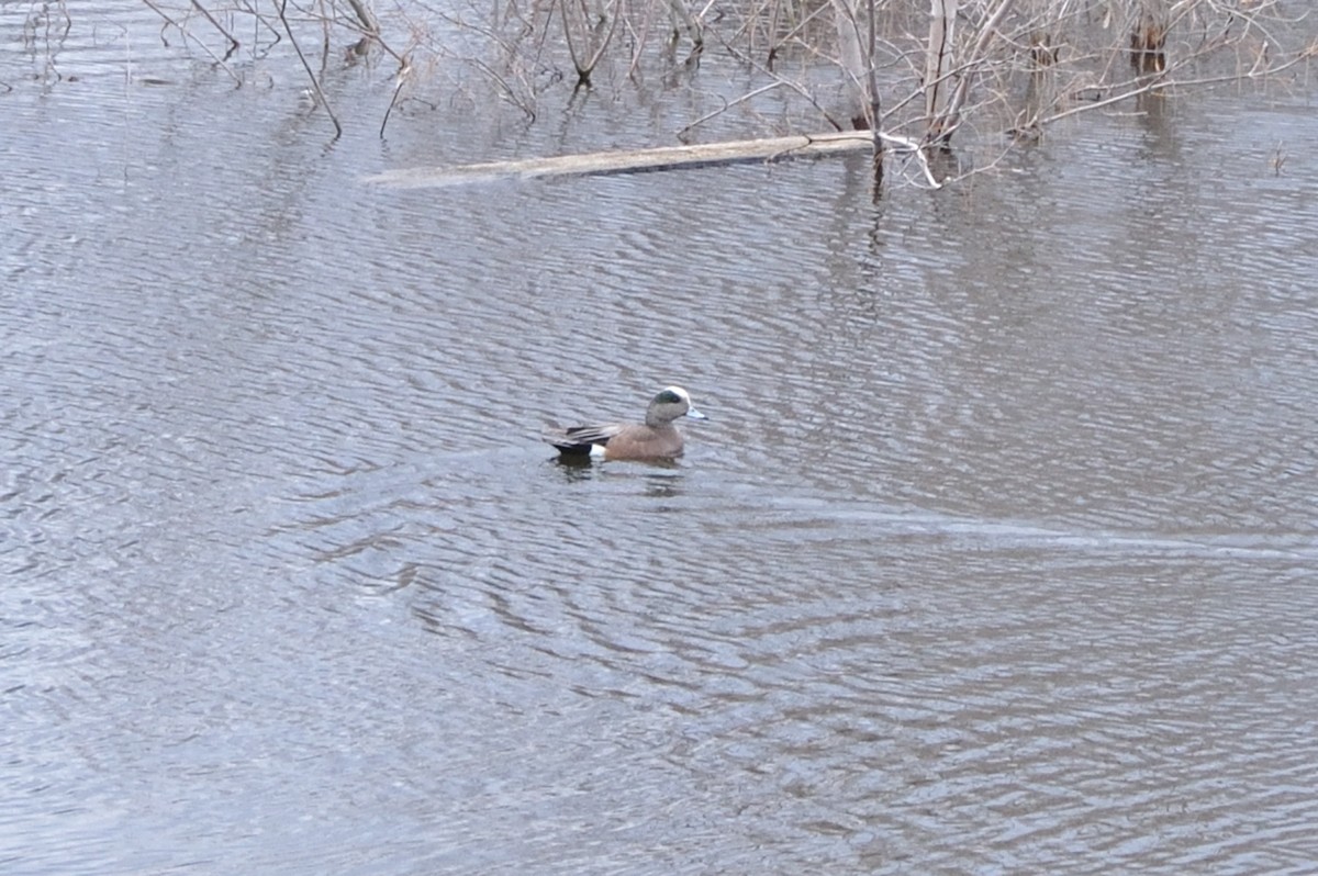 American Wigeon - Paul Beaulieu