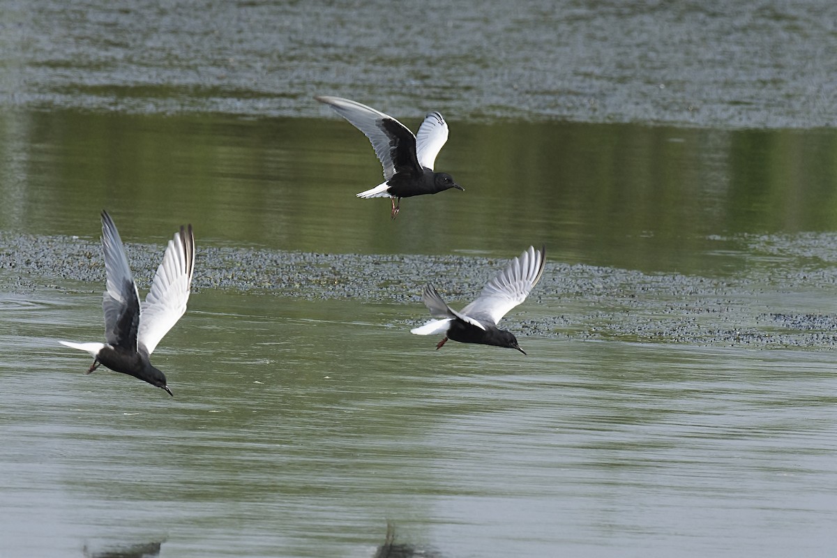 White-winged Tern - ML227476651