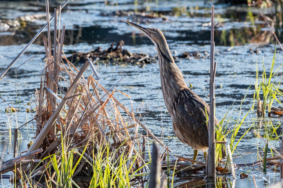 American Bittern - Christy Hibsch