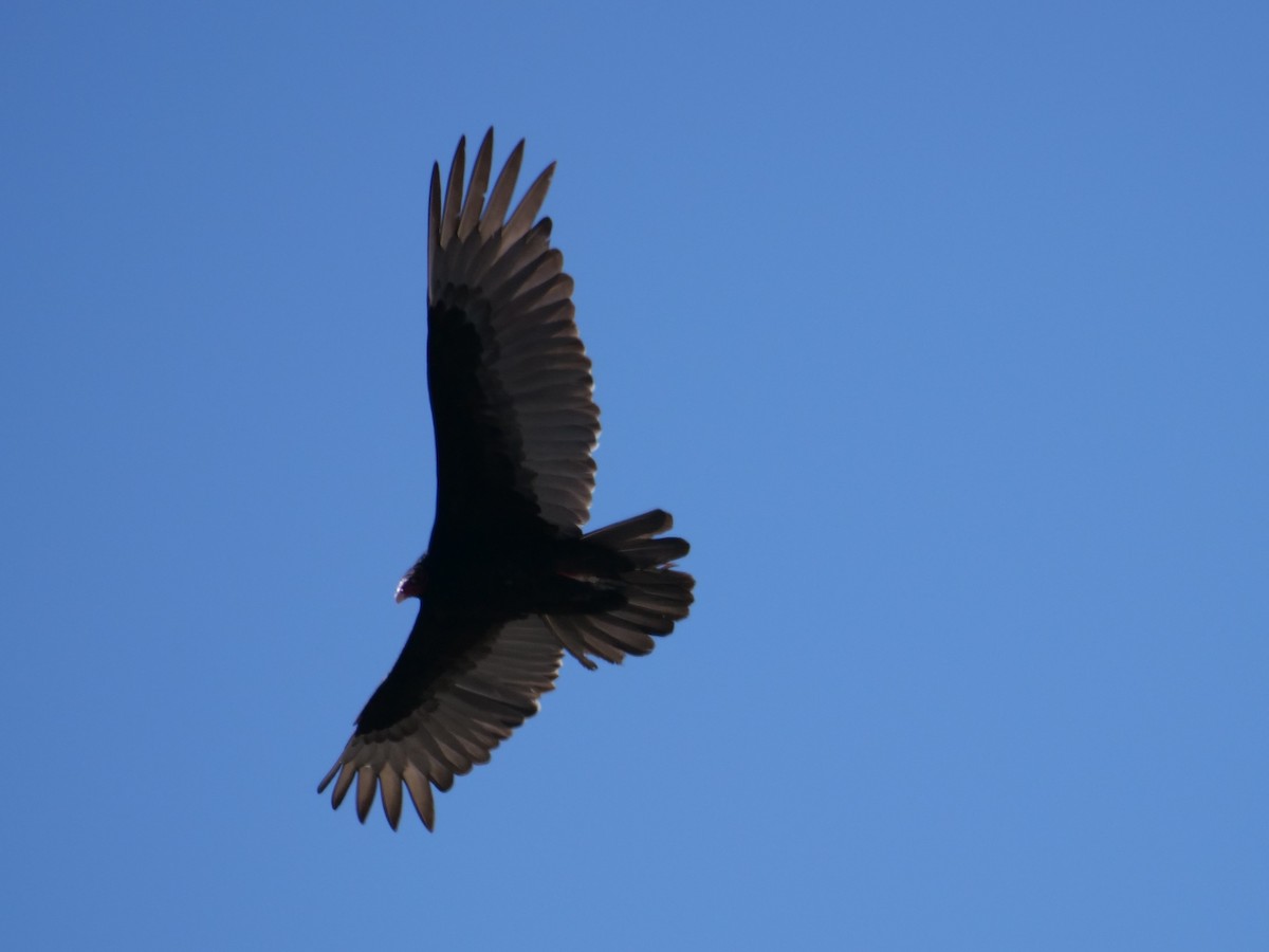 Turkey Vulture - Chris Gilbert