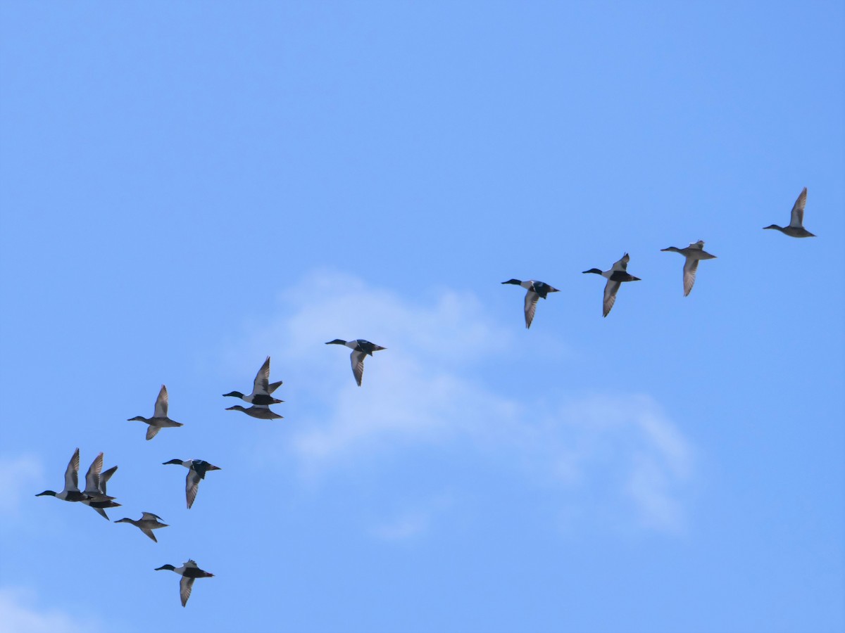 Northern Shoveler - ML227477631