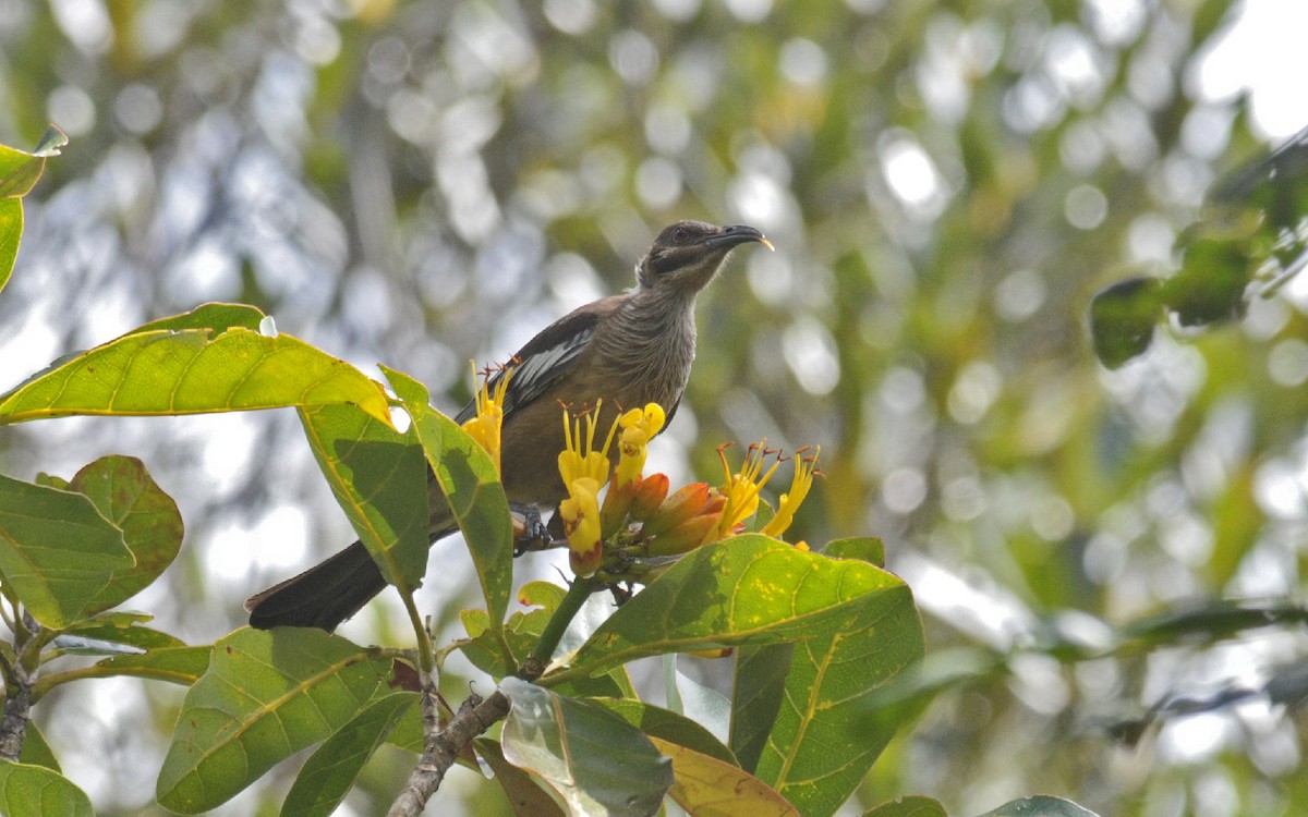 New Caledonian Friarbird - Thierry NOGARO