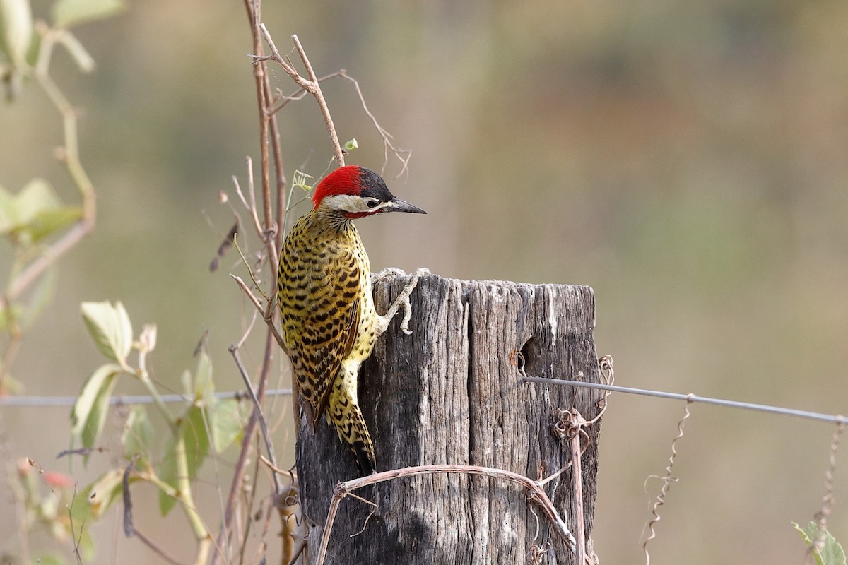 Green-barred Woodpecker - Holger Teichmann