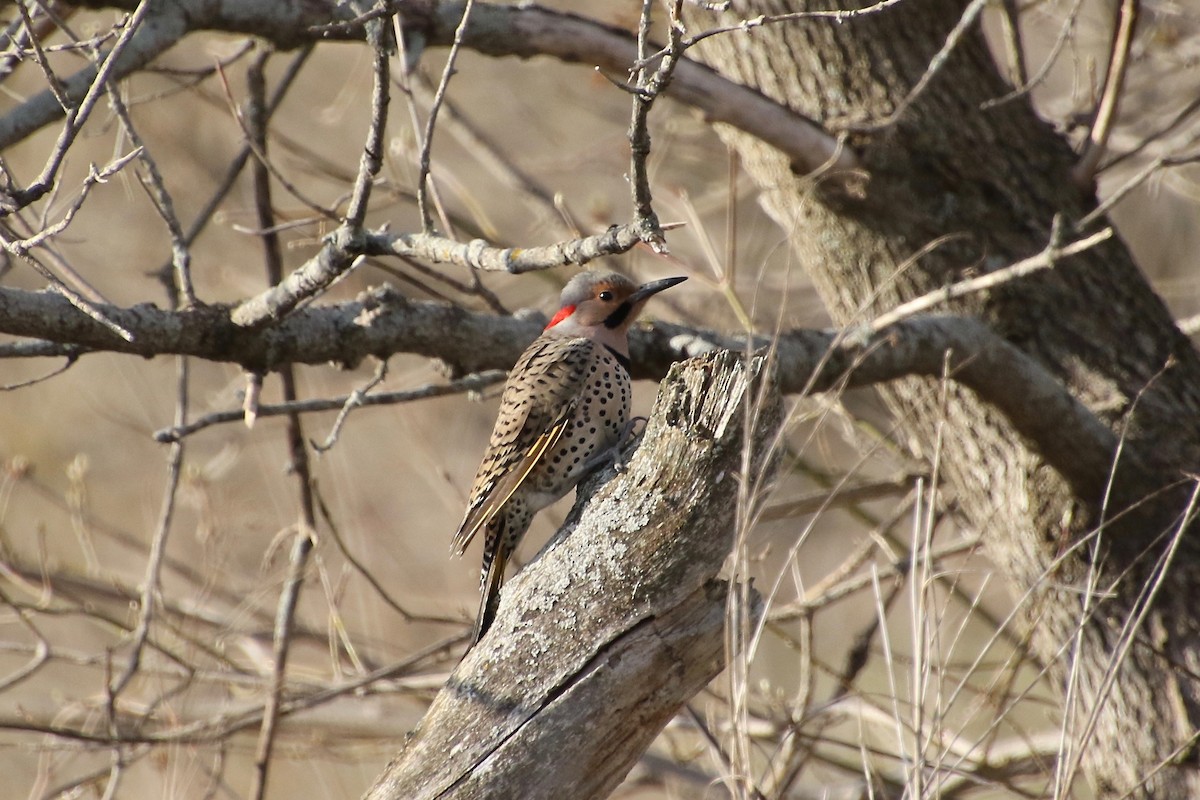 Northern Flicker - ML227480741