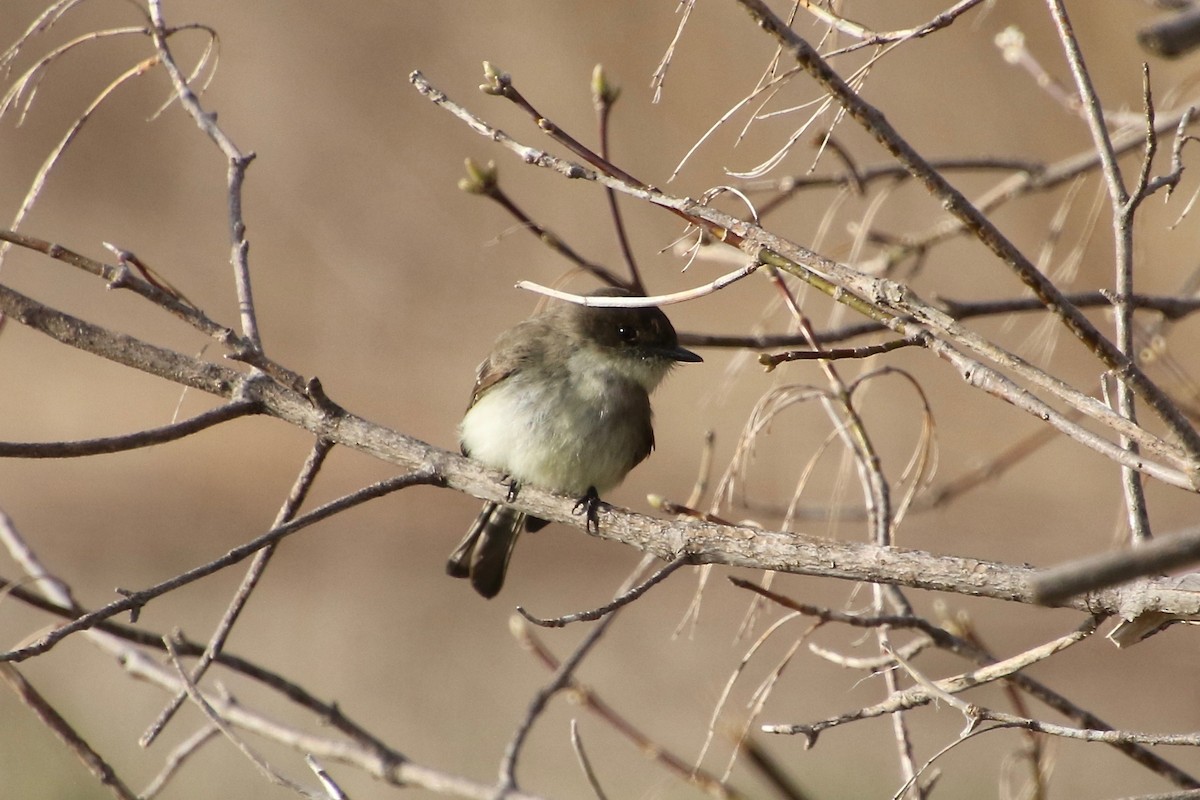 Eastern Phoebe - ML227480861