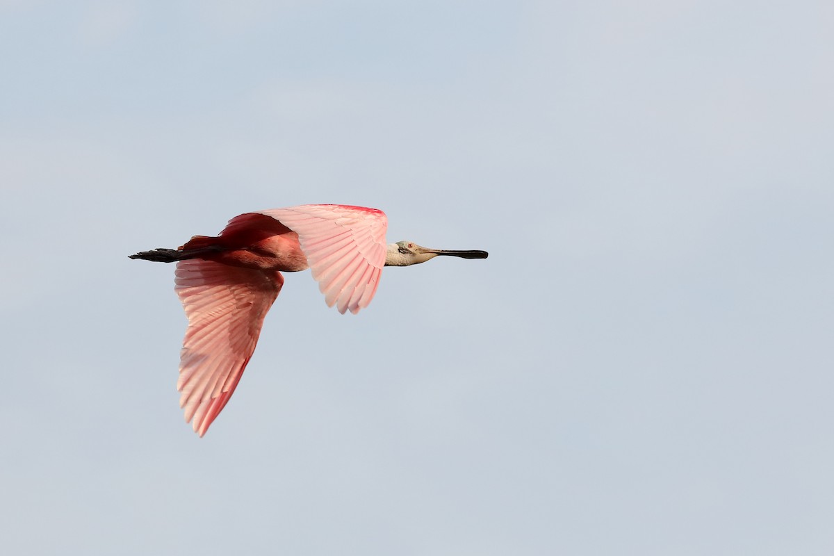 Roseate Spoonbill - ML227481041