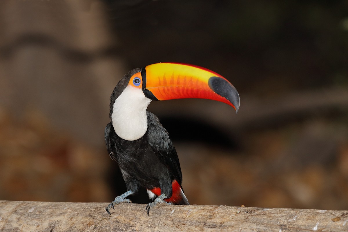 Toco Toucan - ML227481091