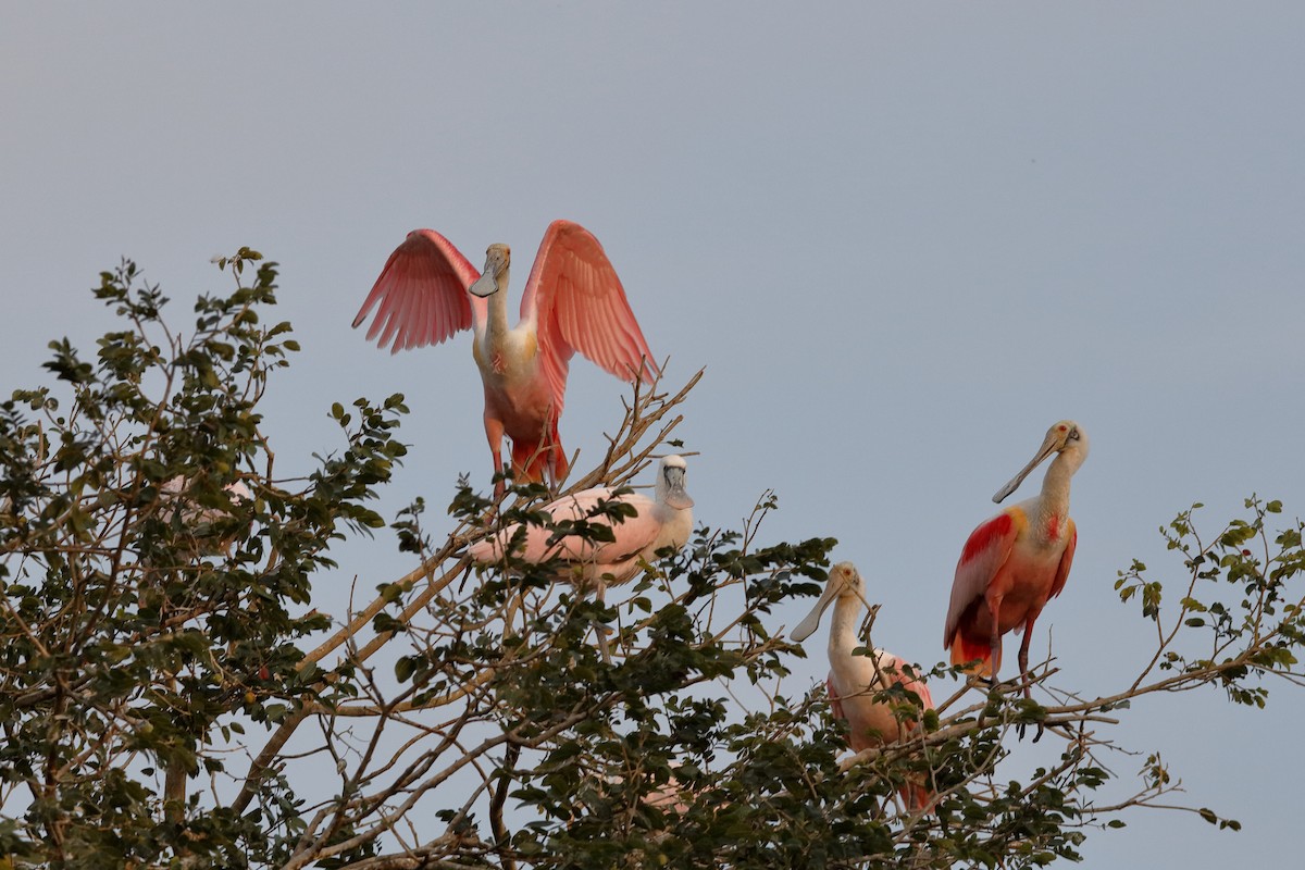 Roseate Spoonbill - ML227481111