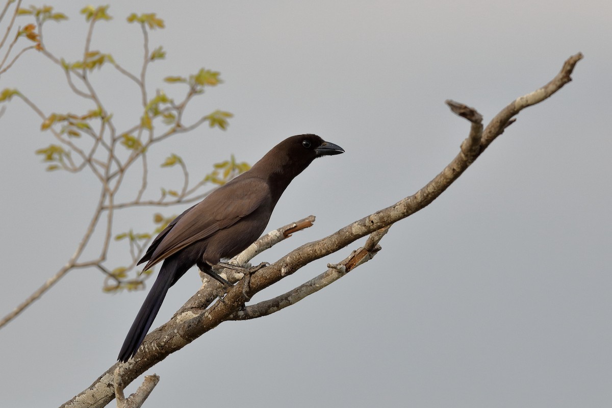 Purplish Jay - ML227481151