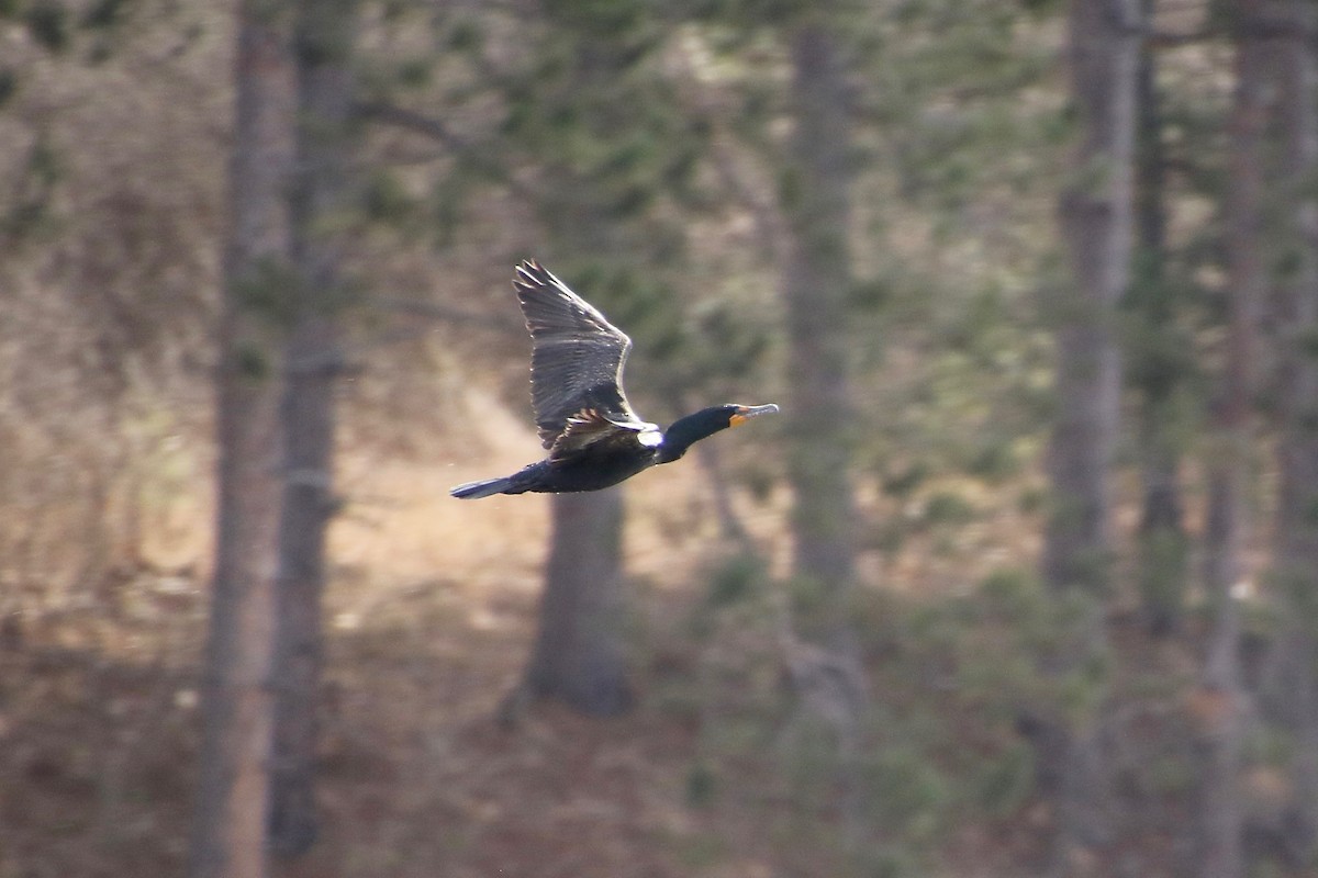 Double-crested Cormorant - ML227481271