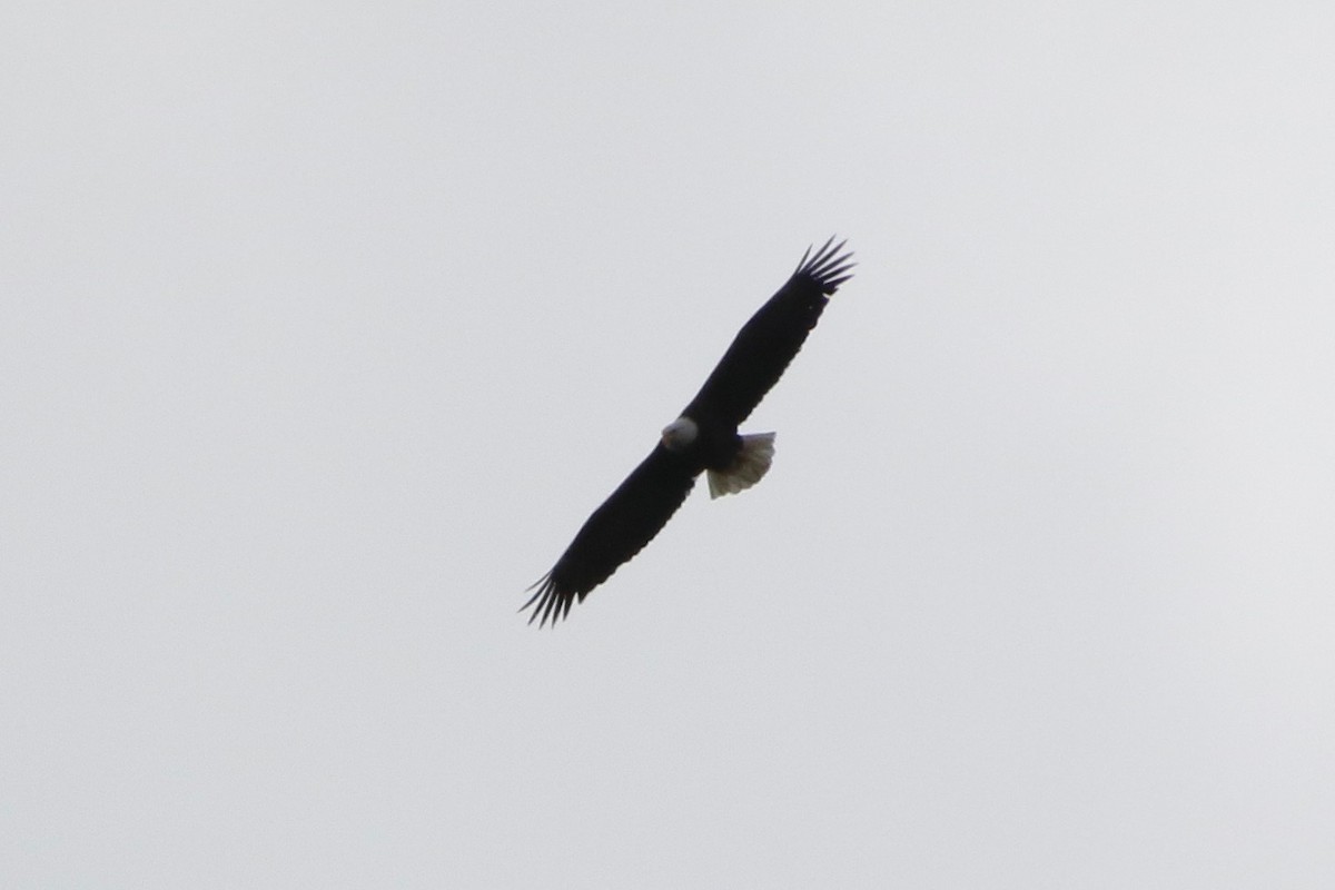 Bald Eagle - ML227481291