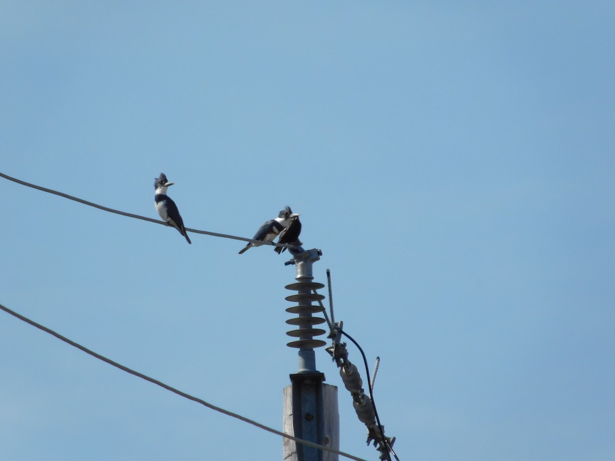Belted Kingfisher - ML227481401