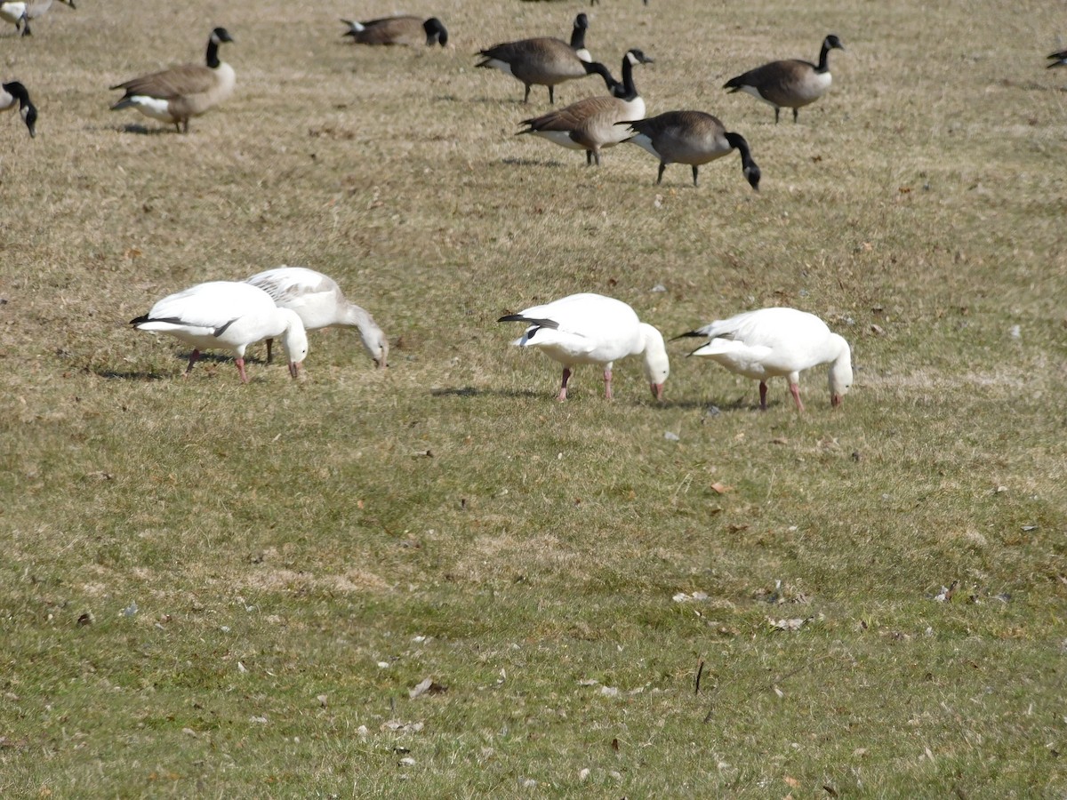 Oca delle nevi - ML227482621