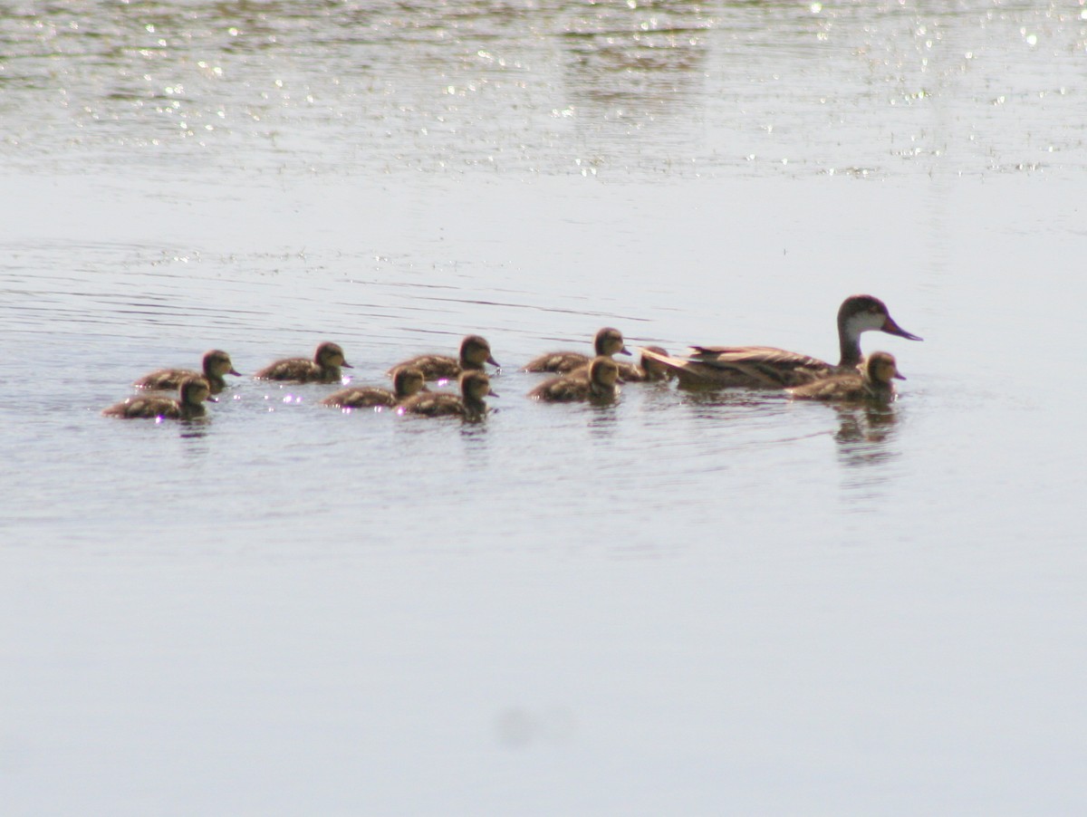 White-cheeked Pintail - ML227482801