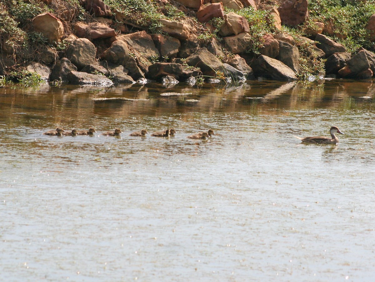 White-cheeked Pintail - ML227483101