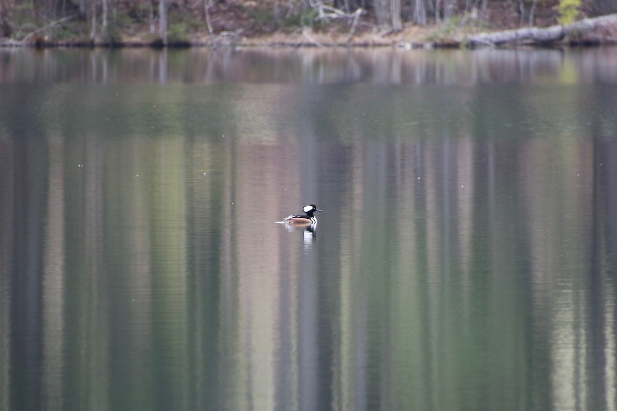 Hooded Merganser - ML227483331