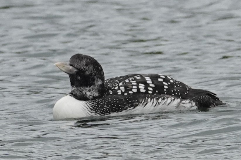 Yellow-billed Loon - Mark Robbins