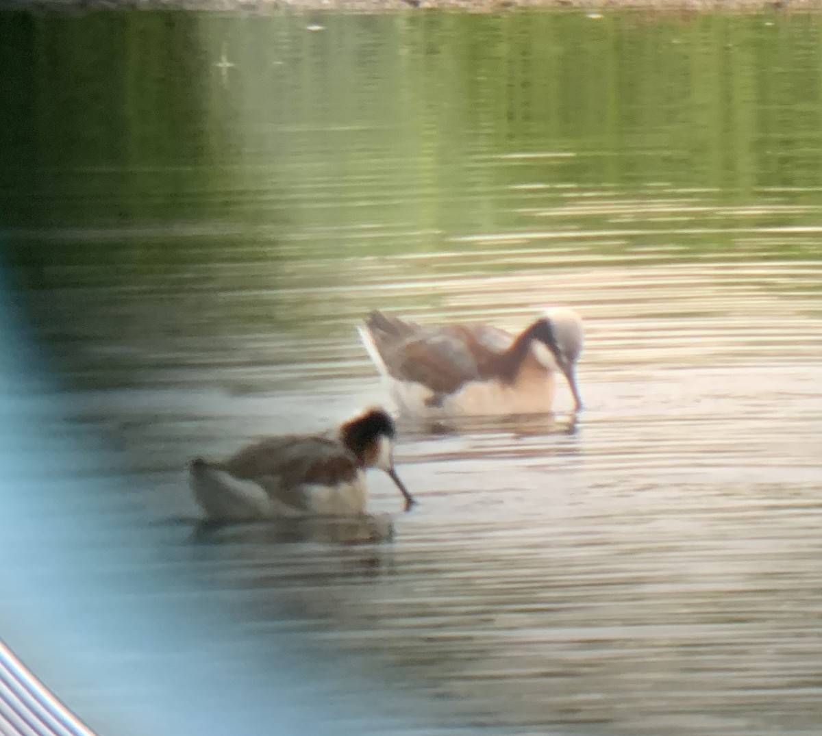 Wilson's Phalarope - ML227484061