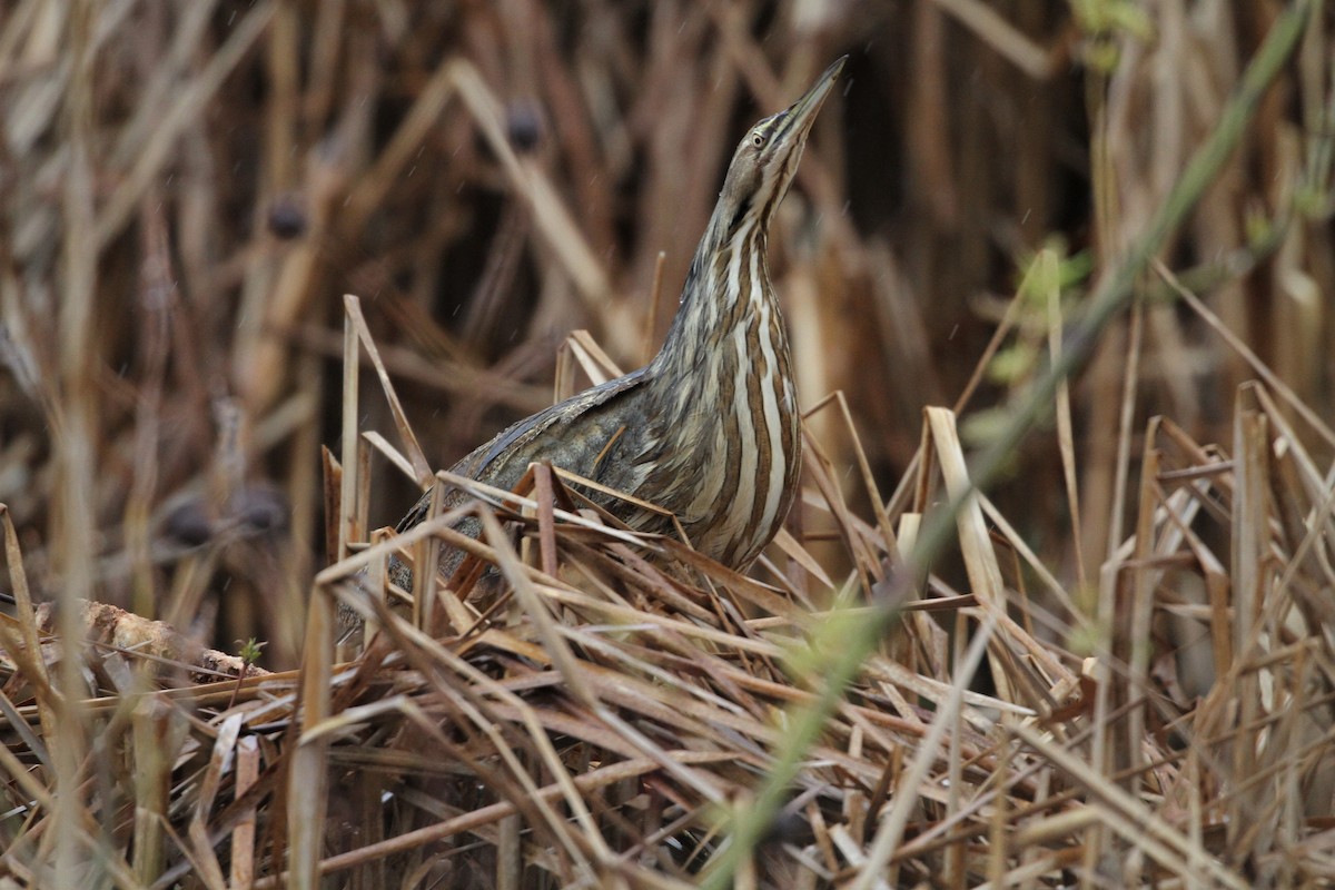 American Bittern - ML227484981