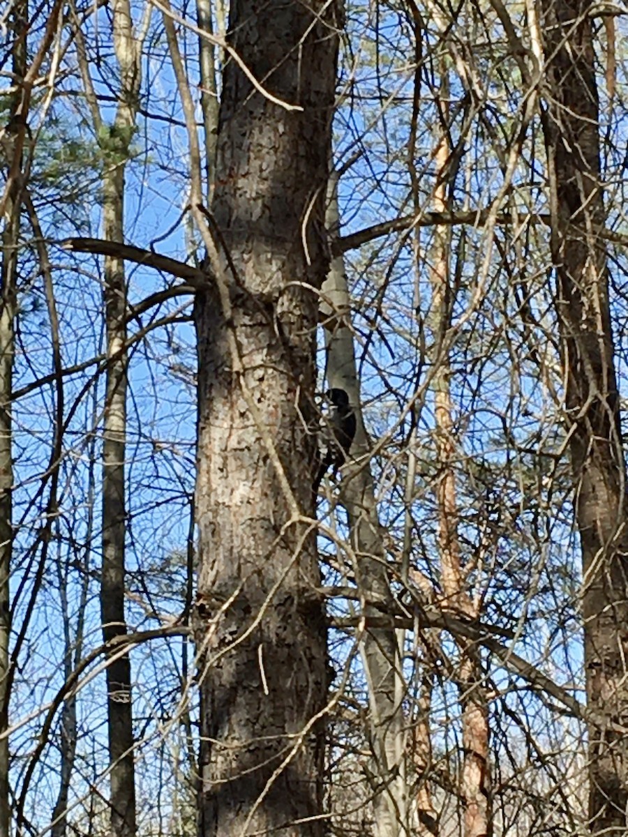 Black-backed Woodpecker - ML227485061