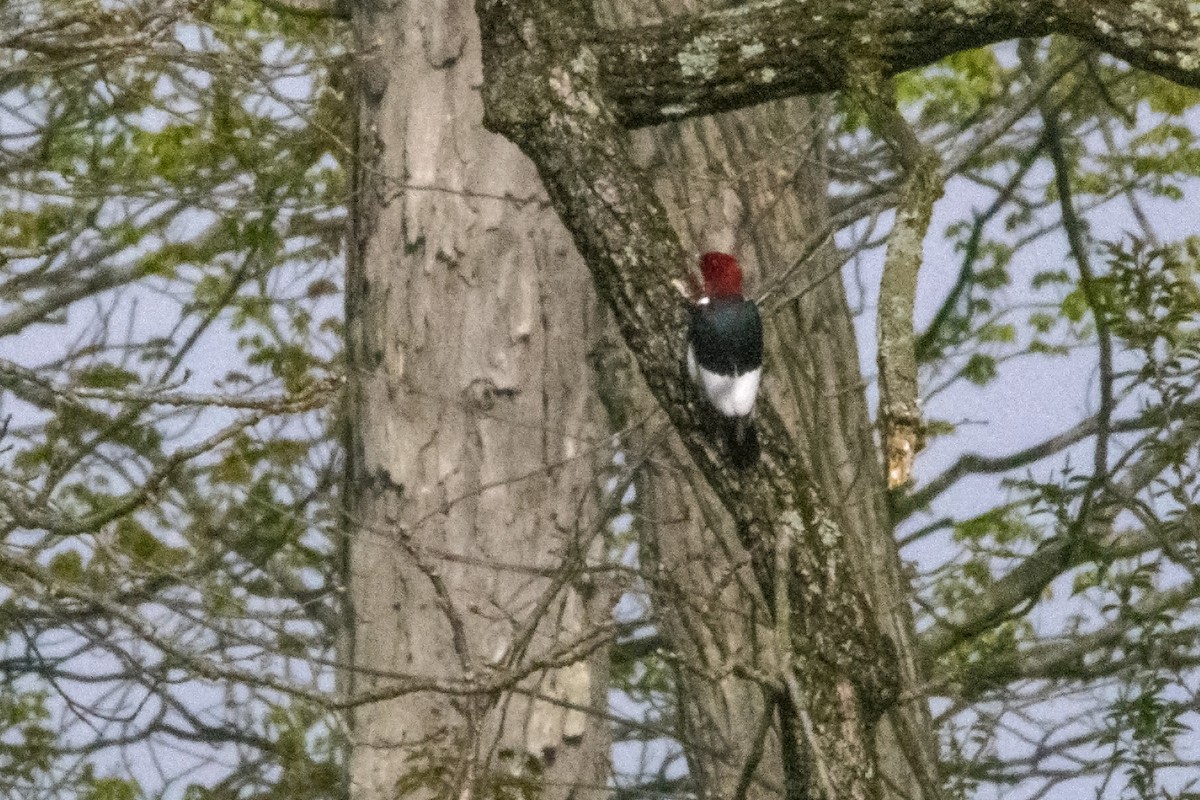 Red-headed Woodpecker - Bonita Portzline