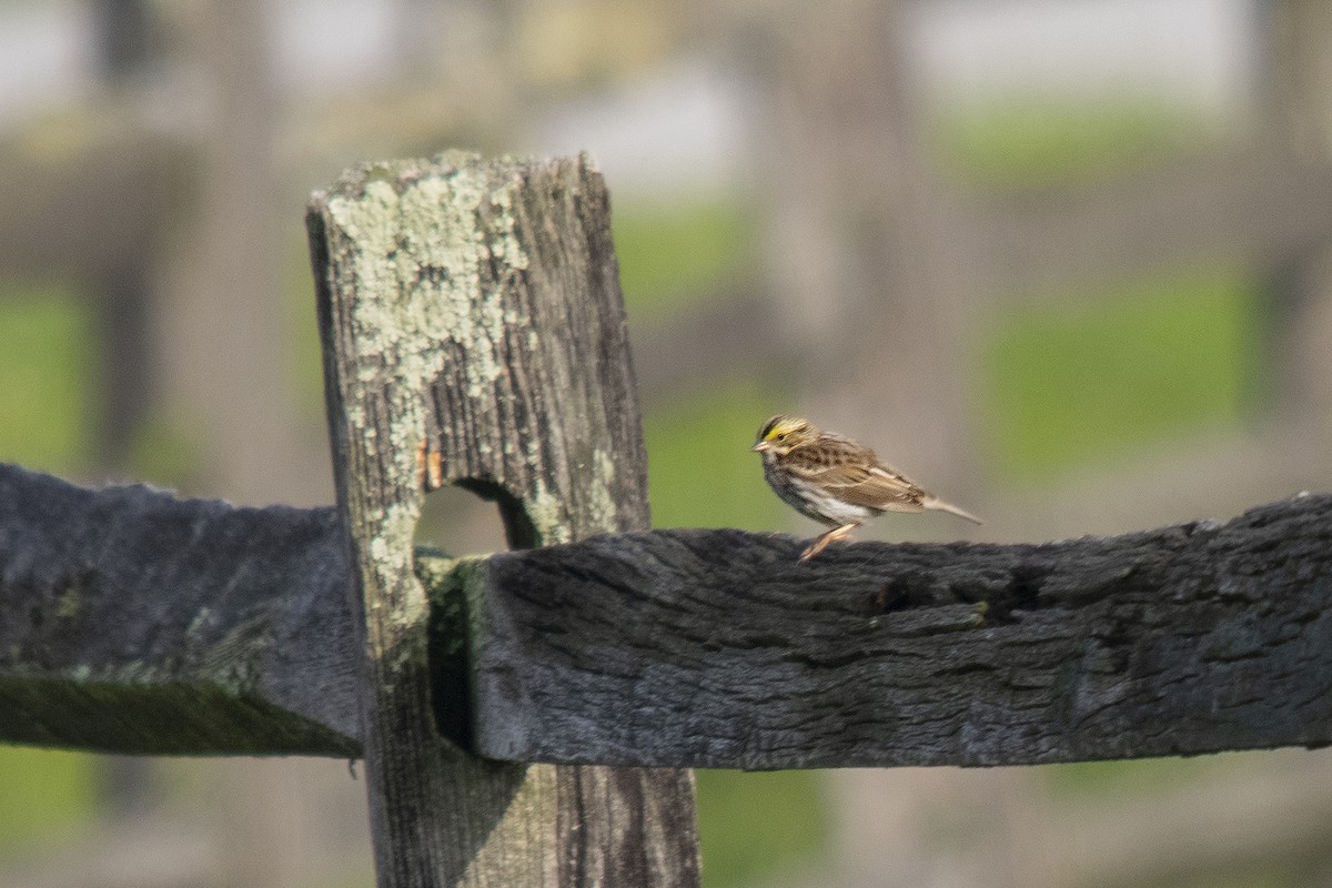 Savannah Sparrow - Bonita Portzline