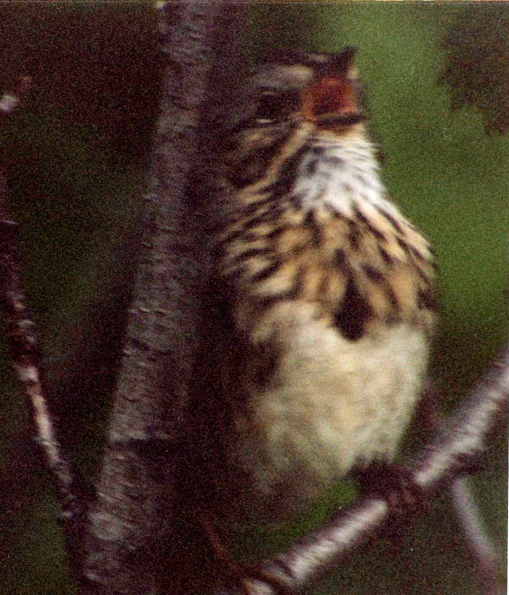 Lincoln's Sparrow - Lilian Saul