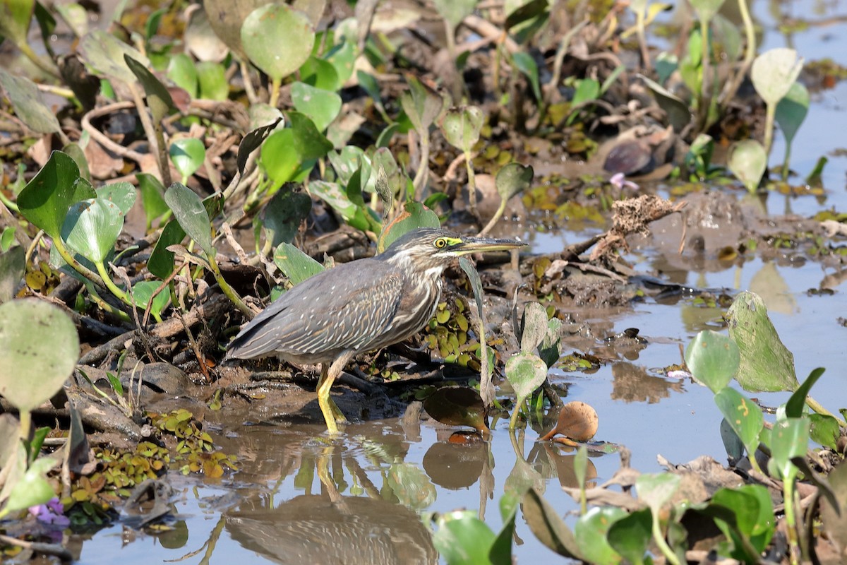 Striated Heron - ML227489451