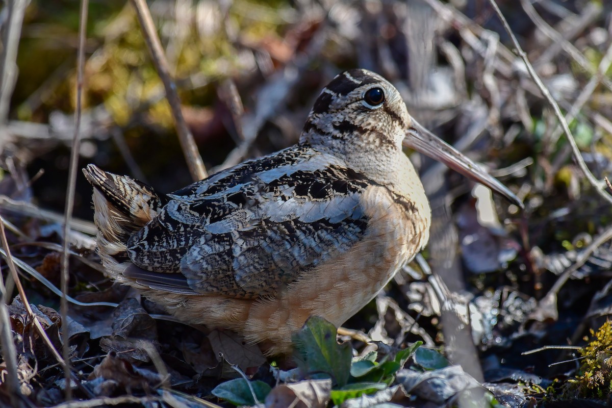 American Woodcock - ML227489971