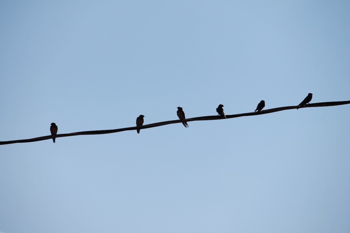 Tree Swallow - Sandrine  Dupuis