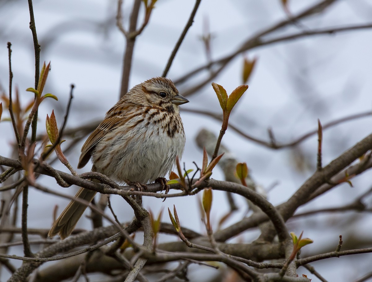Song Sparrow (melodia/atlantica) - ML227491941