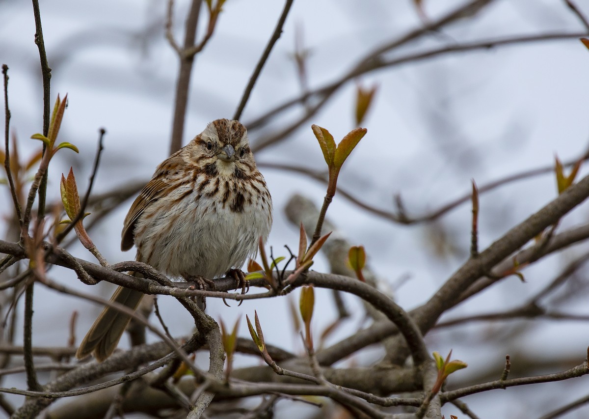 Song Sparrow (melodia/atlantica) - ML227491981