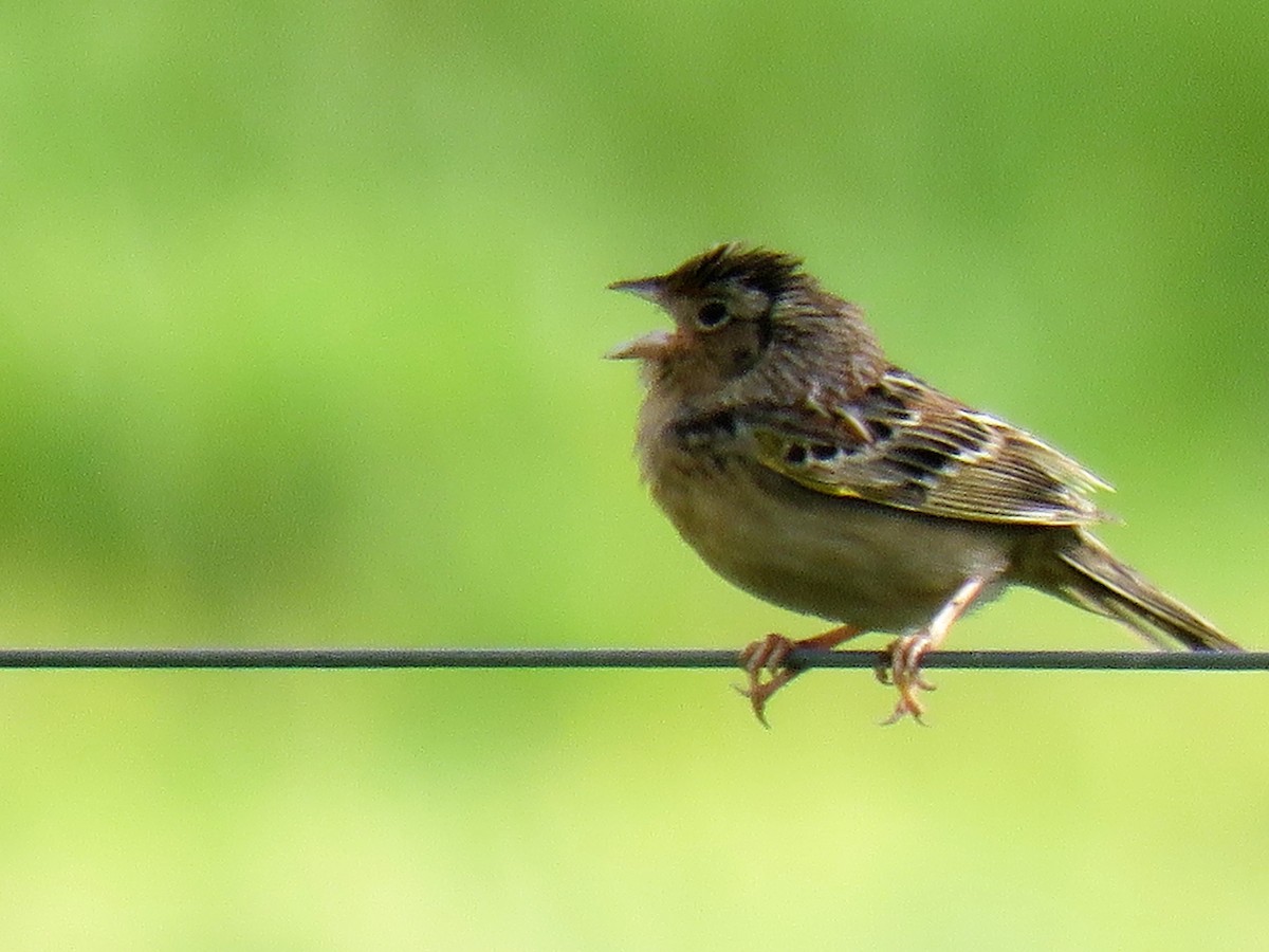 Grasshopper Sparrow - ML227492081