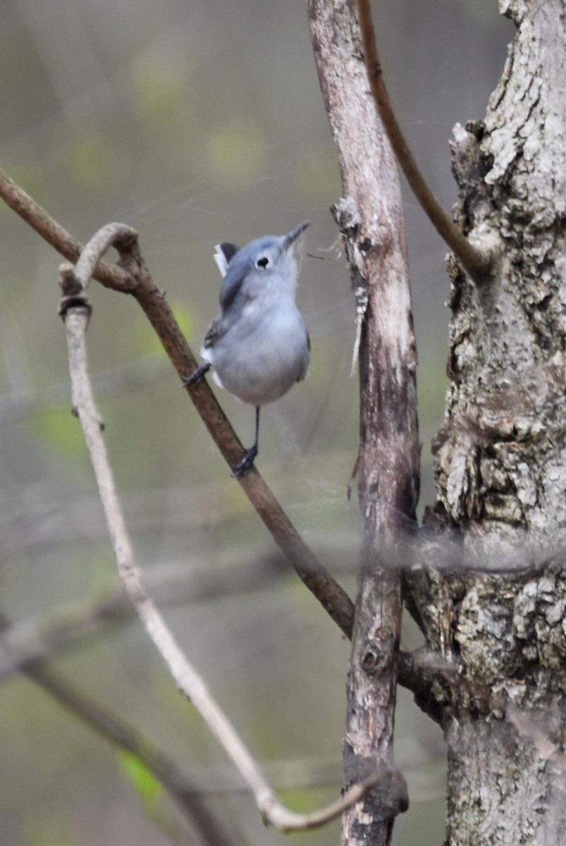 Blue-gray Gnatcatcher - irina shulgina