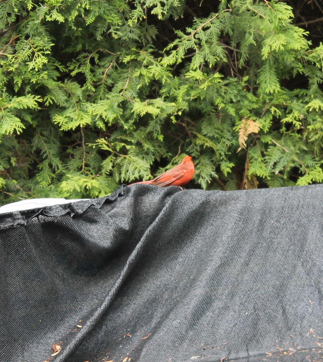 Northern Cardinal - Sandrine  Dupuis