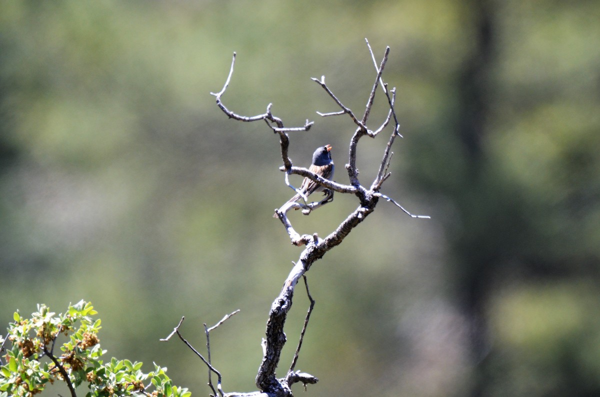 Black-chinned Sparrow - Jeff Sexton