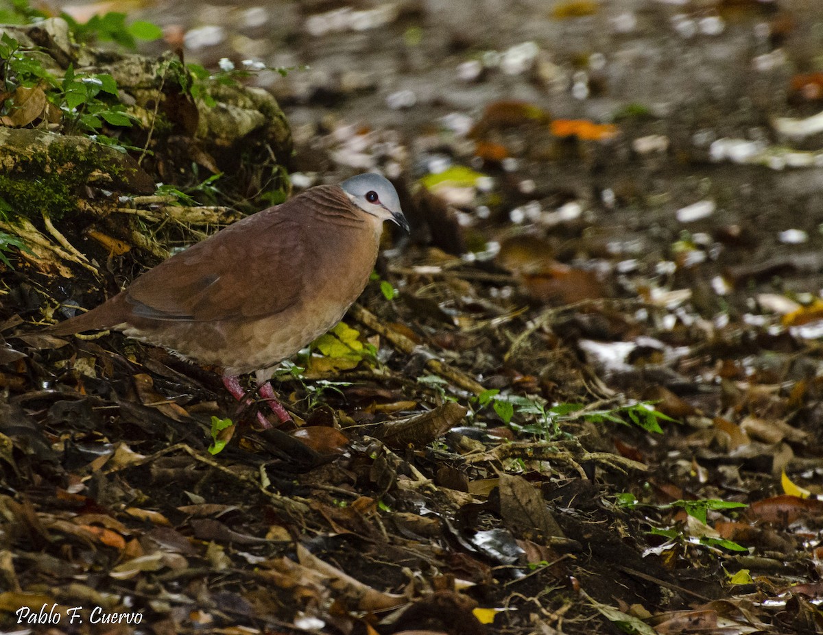 Chiriqui Quail-Dove - Pablo Cuervo