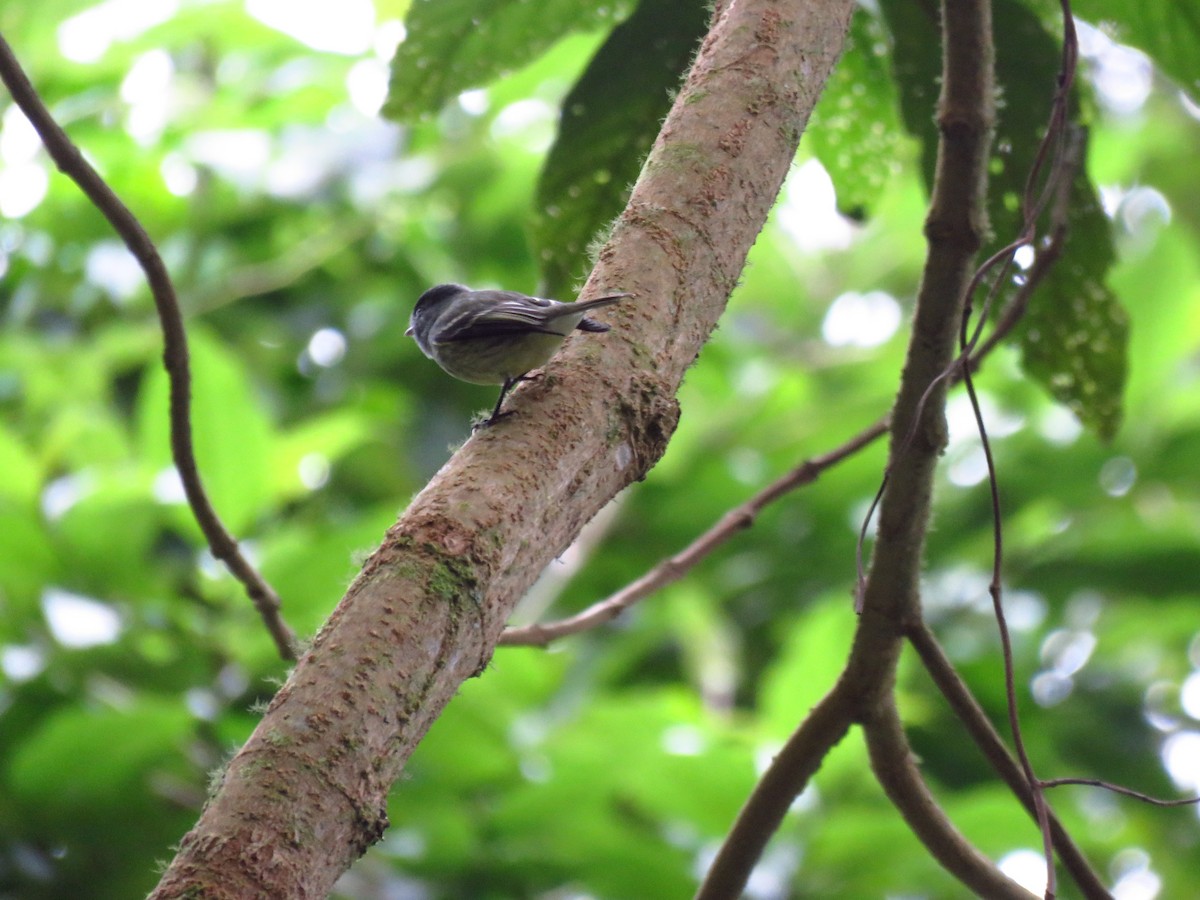 White-fronted Tyrannulet - ML227496611