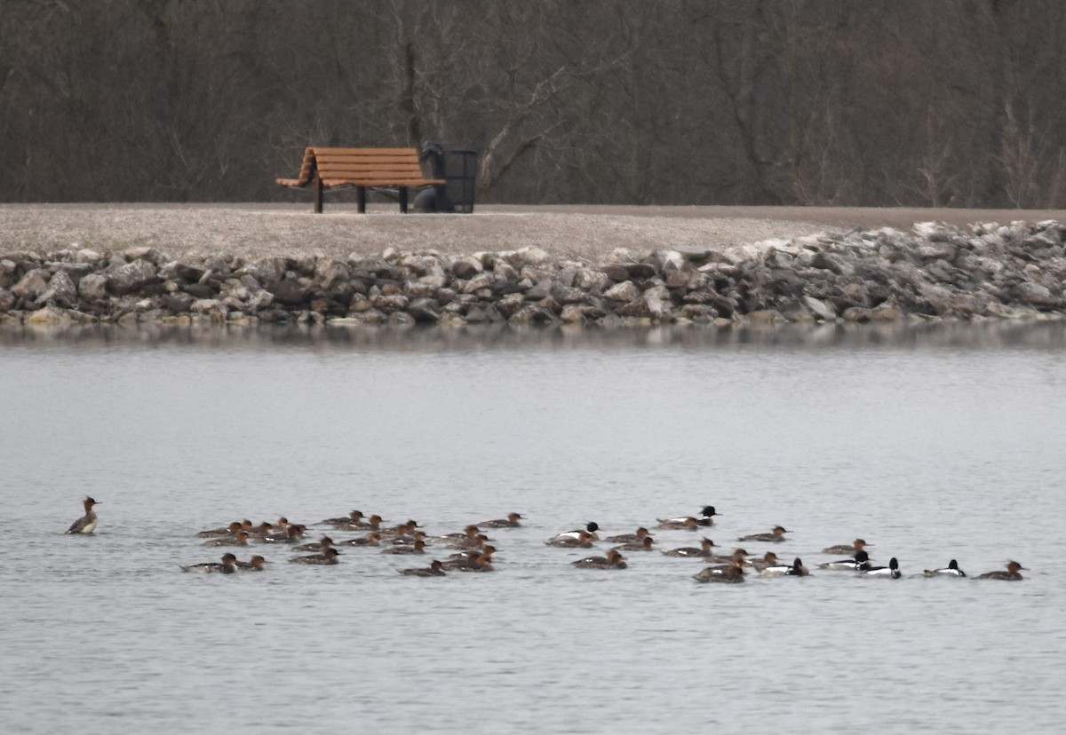 Red-breasted Merganser - ML227497831