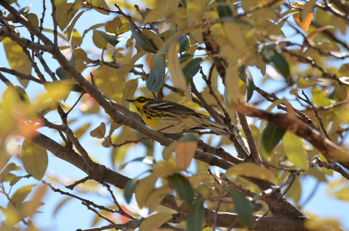 Townsend's Warbler - ML227498551