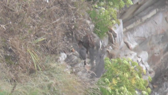 Черная горихвостка (gibraltariensis/aterrimus) - ML227499611