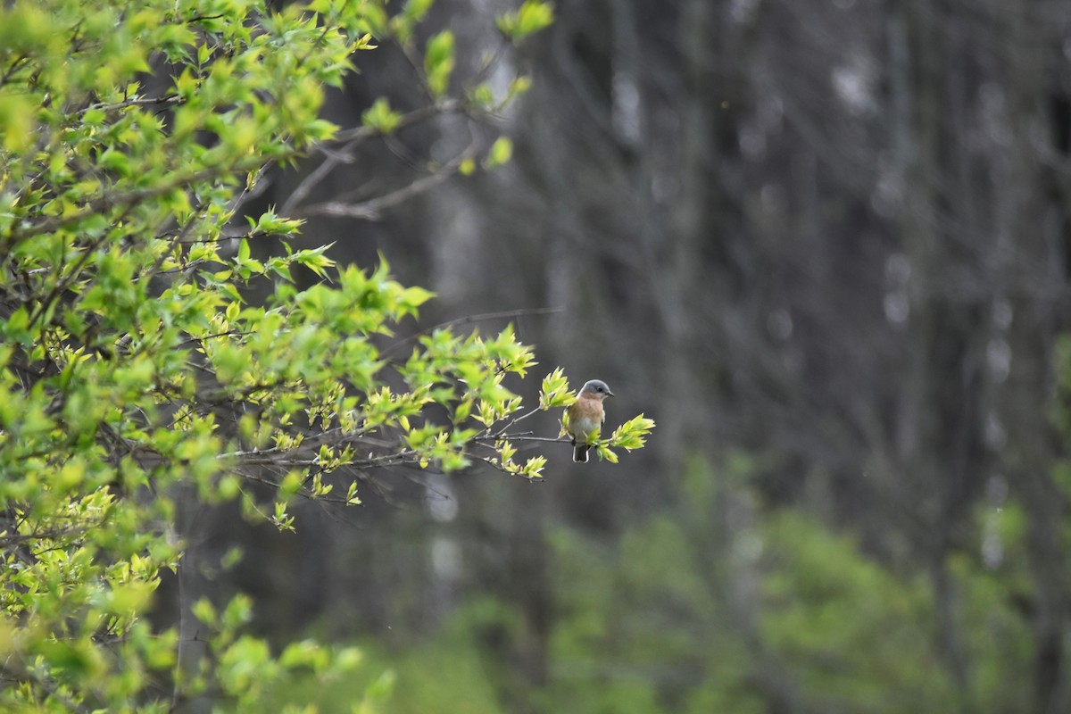 Eastern Bluebird - ML227499831