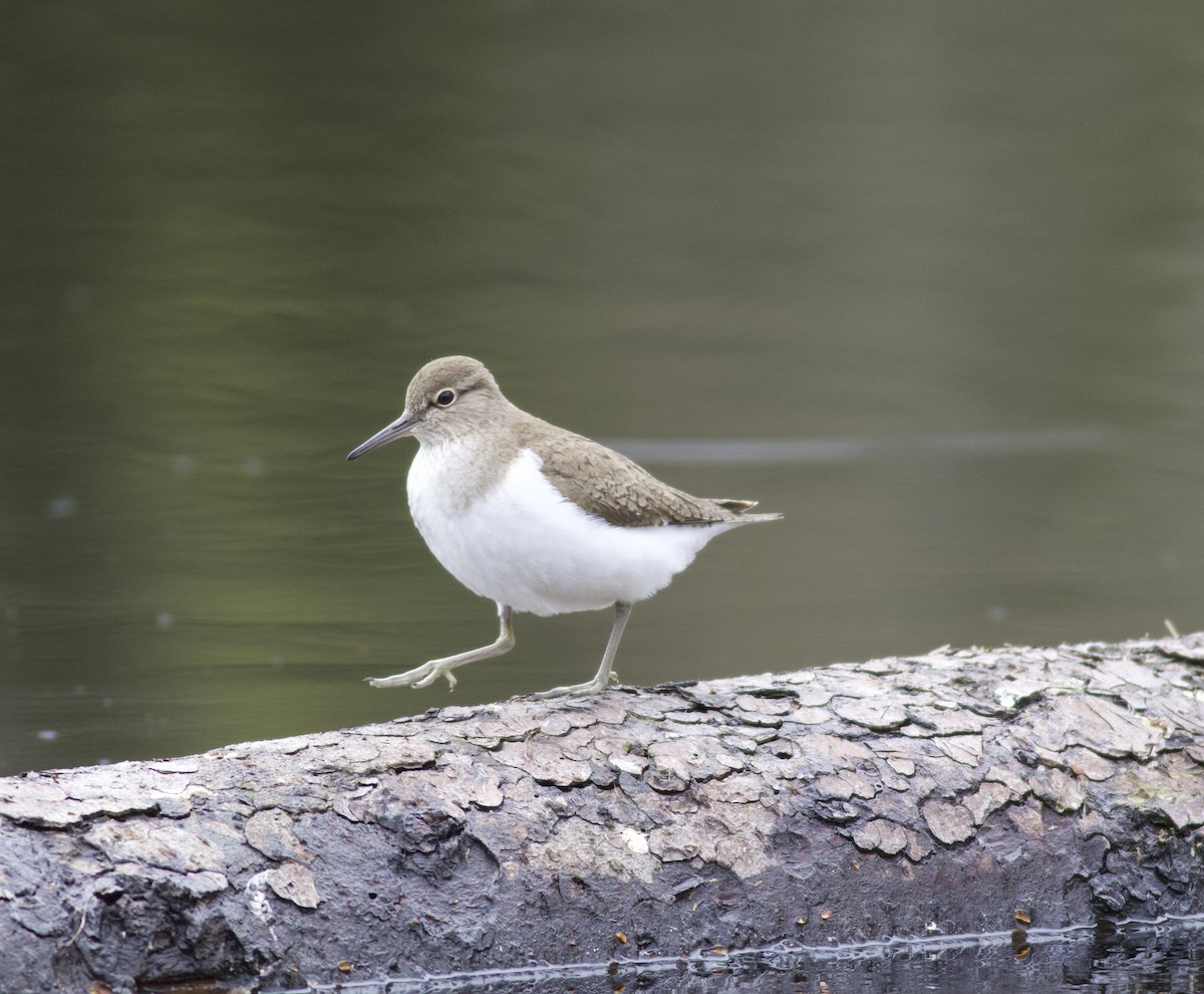 Common Sandpiper - Andrew Barski